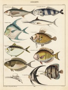 Sorter af fisk., 1841 (litografi) af Unbekannter Künstler