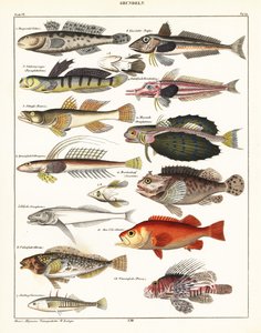 Sorter af fisk., 1841 (litografi) af Unbekannter Künstler