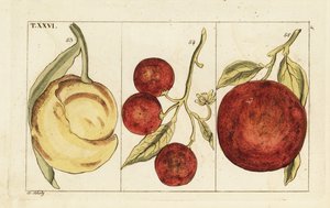 Varianter af appelsiner. af Unbekannter Künstler