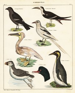 Varianter af havfugle. ,1841 (litografi) af Unbekannter Künstler