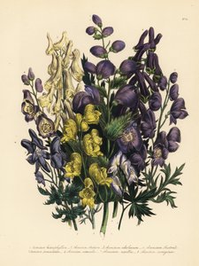 Forskelligtbladet munkesten, Aconitum heterophyllum, gul munkesten, A. anthora, bleggul munkesten, A. ochroleucumum, karpatisk purpursolhat, panikbladet munkesten, A. paniculatum, A. versicolor, almindelig munkesten, A. napellus og A. variegatum. Håndf af Unbekannter Künstler