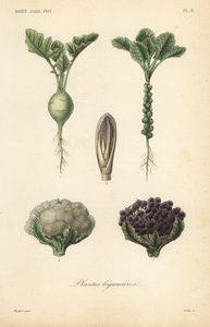 Grøntsager, Plantes legumieres af Unbekannt