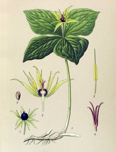 Giftig plante (giftig): Firebladet Parisette (Paris quadrifolia) af Unbekannter Künstler