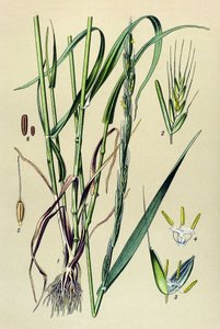 Giftig plante (giftig): berusende avner (Lolium temulentum) af Unbekannter Künstler