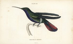 Veraguan mango, Anthracothorax veraguensis (Mango kolibri, Trochilus mango). Håndkoloreret stålstik af William Lizars fra Sir William Jardine