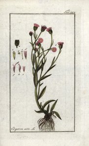 Vergerette acre (Erigeron acris). Litografi fra "Billede af Artseny-Gewassen" af Johannes Zorn (1739-1799), Holland af Unbekannter Künstler