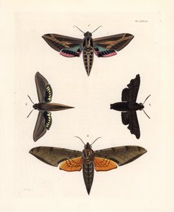 Sfinksmøl, Eummorpha vitis 1, sørgesfinks, Enyo lugubris 2, tersa-sfinks, Xylophanes tersa 3, og stribet sfinks, Proambulyx strigilis 4. Håndkoloreret litografi fra John O. Westwoods nye udgave af Dru Drurys "Illustrations of Exotic Ento af Unbekannter Künstler