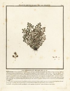 Wall-rue, Asplenium ruta-maria. af Unbekannter Künstler
