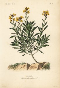 Vallilover, Erysimom chiri, Chiranthos chiri, Gerulee af Unbekannt
