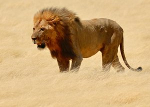 Warrior, Etosha, 2018 (valokuva) af Unbekannter Künstler