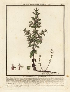Vandgermand, Teucrium scordium. af Unbekannter Künstler