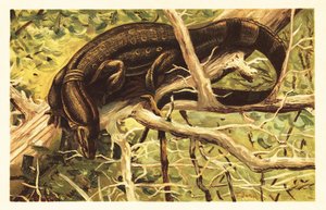 Vandovervågningsøgle, Varanus salvator. 1908 (litografi) af Unbekannter Künstler