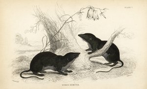 Vandspidsmus, Neomys fodiens (Sorex remifer, Sorex fodiens). Håndkoloreret stålstik af Lizars efter en illustration af James Stewart fra William Jardine