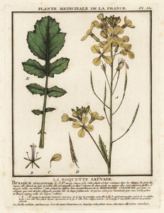 Brøndkarsebladraket, Erucastrum nasturtiifolium. af Unbekannter Künstler