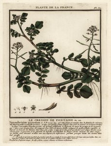 Brøndkarse, Nasturtium officinale. af Unbekannter Künstler