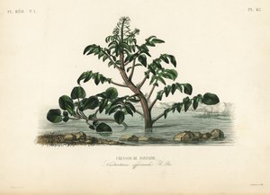 Brøndkarse eller gulkarse, Nasturtium officinale, Cresson de fontaine af Unbekannt