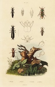 Snudebille og jordbiller. af Unbekannter Künstler