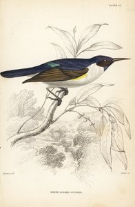 Vestlig purpurrygget solfugl, Anthreptes longuemarei (hvidhovedet solfugl, Anthreptes leucosoma). Håndkoloreret stålstik af William Lizars efter William Swainson fra Sir William Jardine