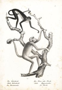 Hvidbuget edderkopabe, Ateles belzebuth (udryddelsestruet), og nordlig muriqui, Brachyteles hypoxanthus (Ateles hypoxanthus), kritisk udryddelsestruet. Litografi af Karl Joseph Brodtmann fra Heinrich Rudolf Schinz