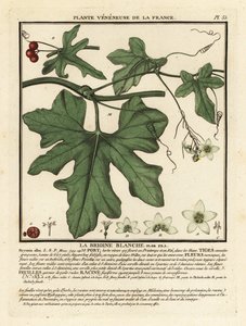 Hvid bryony, Bryonia alba. af Unbekannter Künstler