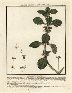 Hvid horehound, Marrubium vulgare. af Unbekannter Künstler