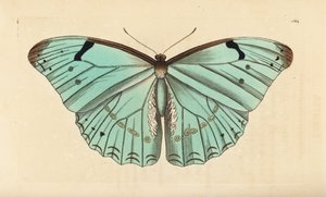 Hvid morpho, Morpho laertes af Unbekannt