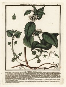 Hvid brændenælde, Lamium album. af Unbekannter Künstler