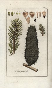 Hvid eller pektin eller Vogesergran (Abies alba). Litografi fra "Afbeelding der Artseny-Gewassen" af Johannes Zorn (1739-1799), Holland af Unbekannter Künstler