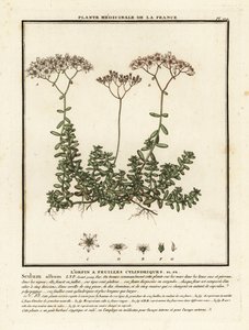 Hvid stenurt, Sedum album. af Unbekannter Künstler