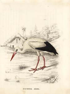 Hvid stork, Ciconia ciconia (Ciconia alba). Håndkoloreret stålstik fra Georg Friedrich Treitschkes naturhistoriske galleri, Naturhistorischer Bildersaal des Thierreiches, Liepzig. af Unbekannter Künstler