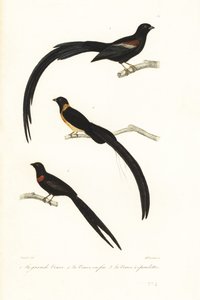 Whydah fugle og enkefugle. af Unbekannter Künstler