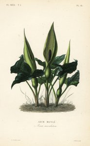 Vild arum, herrer-og-damer eller knægt i prædikestolen, Arum maculatum, Arum macule af Unbekannt
