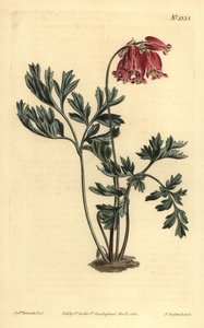 Vildt blødende hjerte, Dicentra formosa af Unbekannt