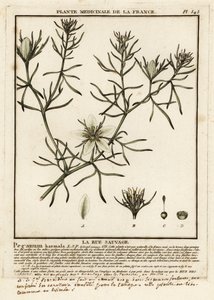 Wild rue, Peganum harmala. af Unbekannter Künstler