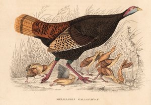 Vild kalkun, Meleagris gallopavo, høne med unger. Håndkoloreret litografi fra Georg Friedrich Treitschkes naturhistoriske galleri, Naturhistorischer Bildersaal des Thierreiches, Liepzig. af Unbekannter Künstler