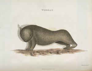 Wombat, Australien, ca. 1798 af Unbekannt
