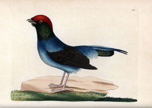 Vidunderlig manakin (Chiroxiphia linearis). Usigneret illustration (George Shaw og Frederick Nodder). Litografi i The Naturalist