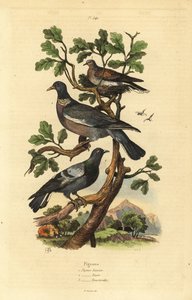 Skovdue, Columba palumbus, almindelig due, Columba livia og turteldue, Streptopelia risoria af Unbekannt