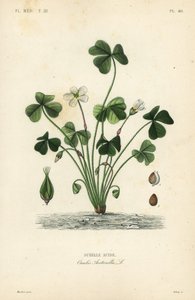 Træsyre, Oxalis acetosella, Surellesyre af Unbekannt