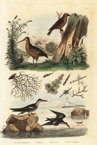 Skovsneppe, Scolopax rusticola, rød korsnæb, Loxia curvirostra og sort skimmer, Rynchops niger af Unbekannt