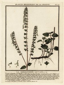 Woodland germander, Teucrium scorodonia. af Unbekannter Künstler