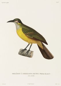 Gulkindet Philedon, Ny Guinea af Unbekannter Künstler