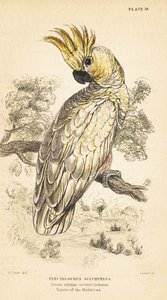 Gul-kakadue, Cacatua sulphurea. Critical endangere1889 (gravering) af Unbekannter Künstler