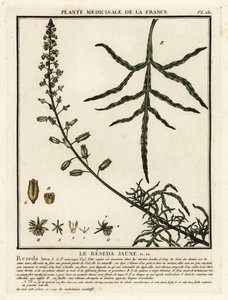 Gul mignonette, Reseda lutea. af Unbekannter Künstler
