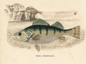 Gul aborre, Perca flavescens (granuleret aborre, Perca granulata). Håndkoloreret stålstik fra Georg Friedrich Treitschkes naturhistoriske galleri, Naturhistorischer Bildersaal des Thierreiches, Liepzig-1842. af Unbekannter Künstler