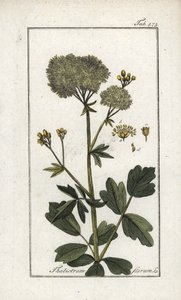 Gul pigamon (Thalictrum flavum). Litografi fra "Afbeelding der Artseny-Gewassen" af Johannes Zorn (1739-1799), Holland af Unbekannter Künstler