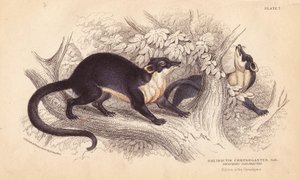 Gulstrubet mår, Martes flavigula (Galidictis chrysogastes). Håndkoloreret stålstik af Lizars efter en illustration af Charles Hamilton Smith fra en skitse af R. G. Watkin fra William Jardine