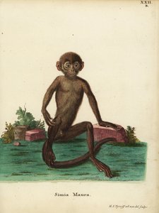 Ung langur med bånd, Presbytis femoralis. Simia maura. Håndkoloreret kobberstik tegnet og graveret efter naturen af Hermann Jakob Tyroff fra Johann Christian Daniel Schrebers Animal Illustrations after Nature, or Schreber