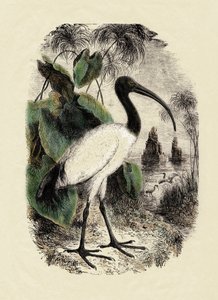 Zoologi: Hellig Ibis (Threskiornis aethiopicus), stik fra det 19. århundrede af Unbekannter Künstler