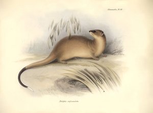 Zoologi: "Didelphis crassicaudata" af opossumfamilien beskrevet af Charles Darwin under hans opdagelsesrejse ombord på Beagle. Planche fra "The Zoology of the voyage of H.M.S. Beagle under the command of Captain Fitzroy during the years 1832 to af Unbekannter Künstler